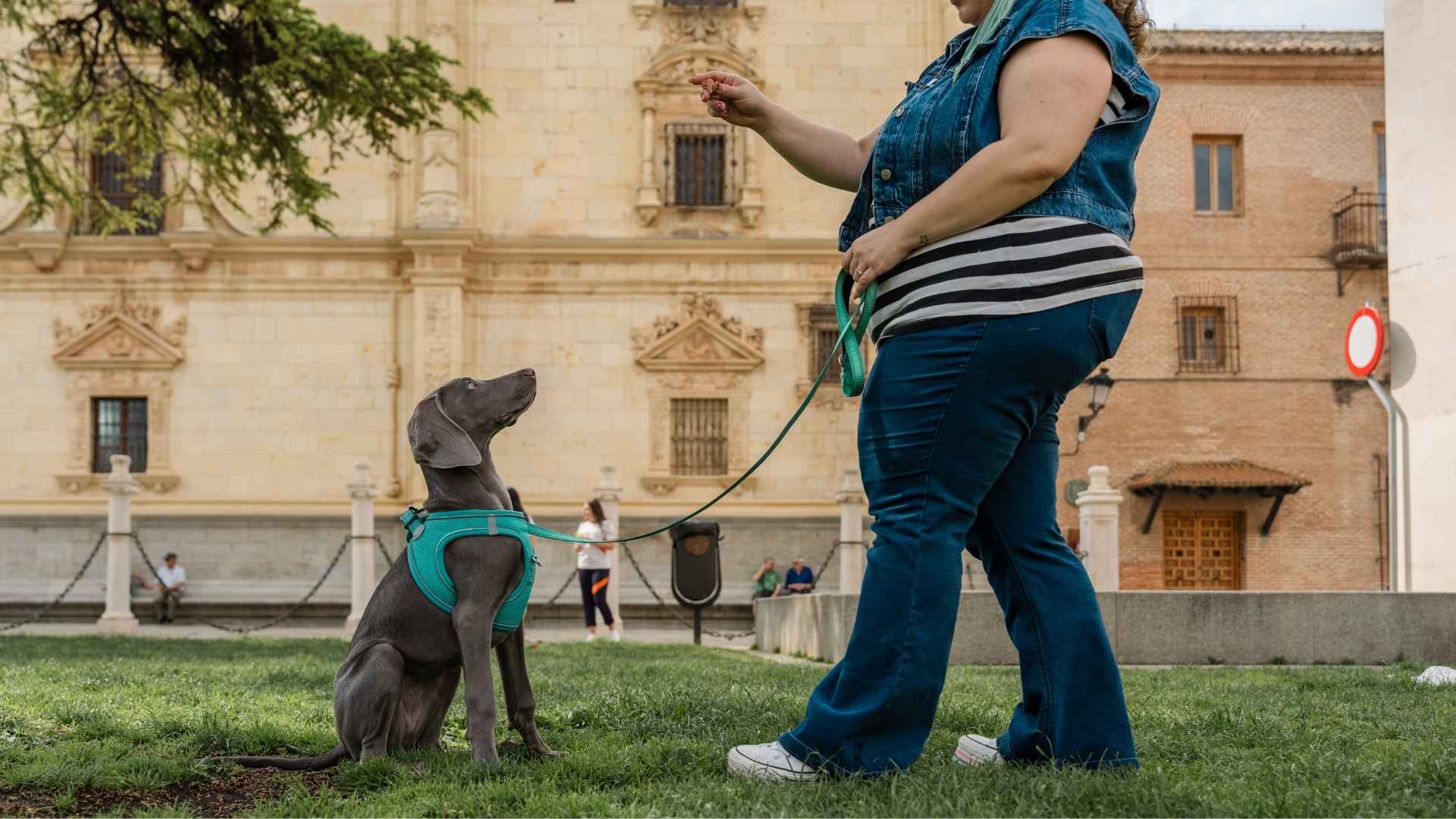 como adiestrar a un cachorro